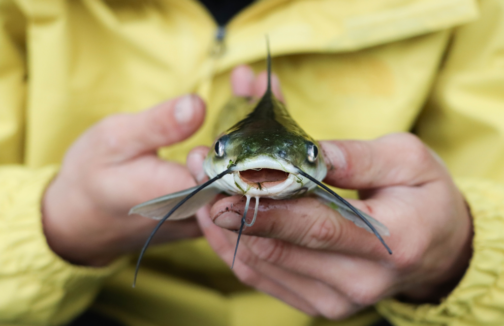 How Long Can Catfish Survive Out of Water