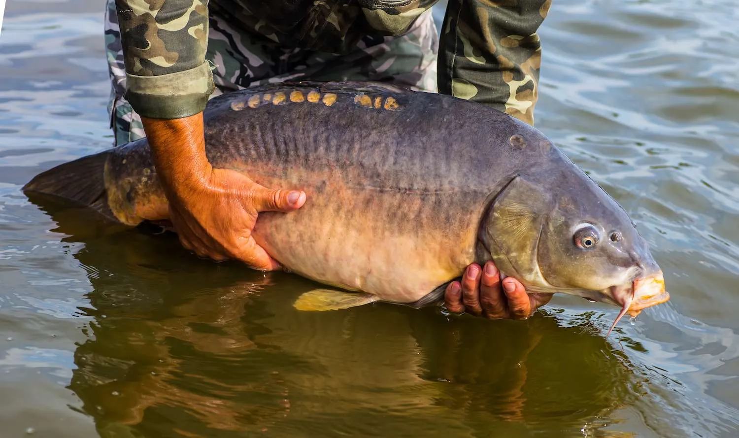 How Long Can Carp Live Out of Water