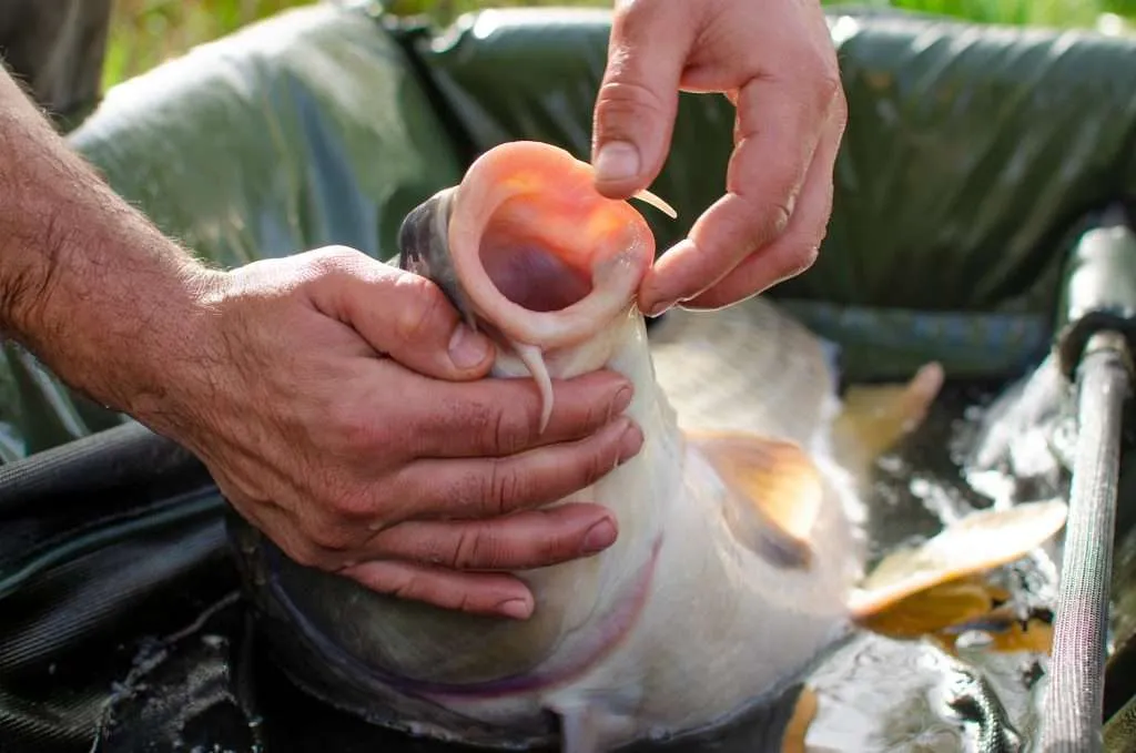 How Long Can Carp Survive Out of Water