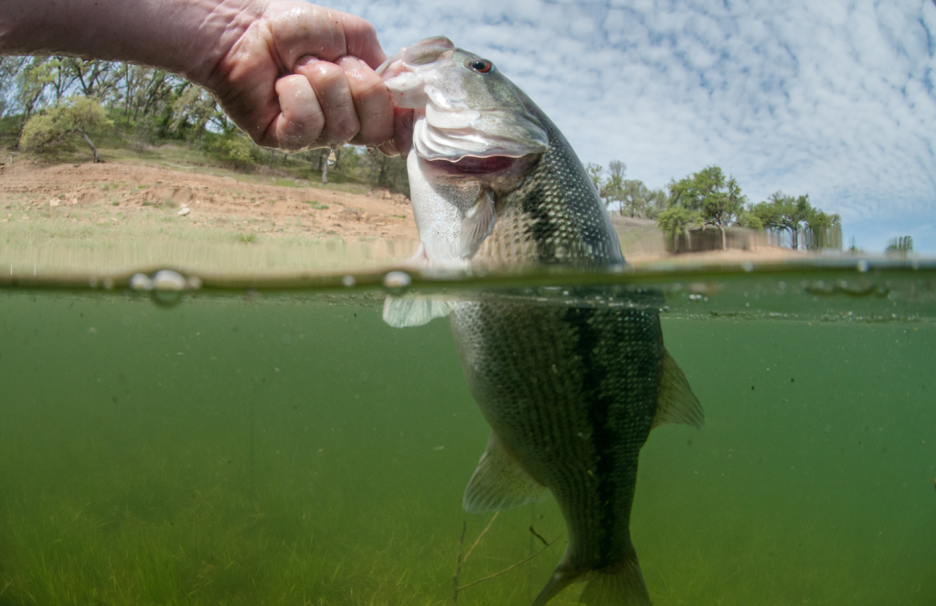 When Do Bass Spawn? Bass Spawning Season